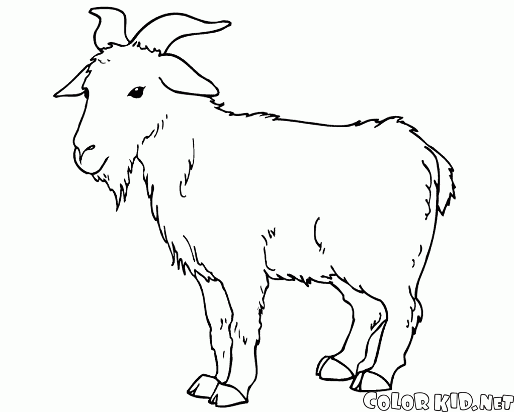 填色画 - 山羊 - 今年的象徵