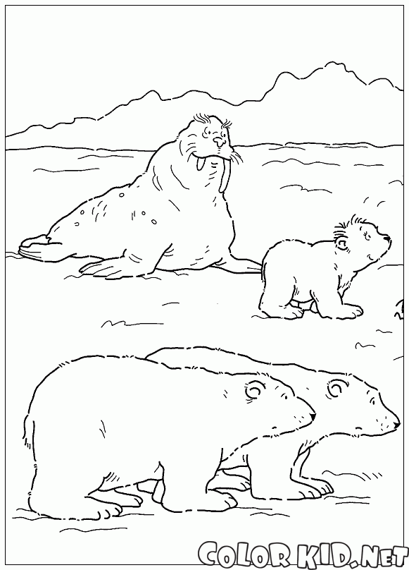 海象和熊