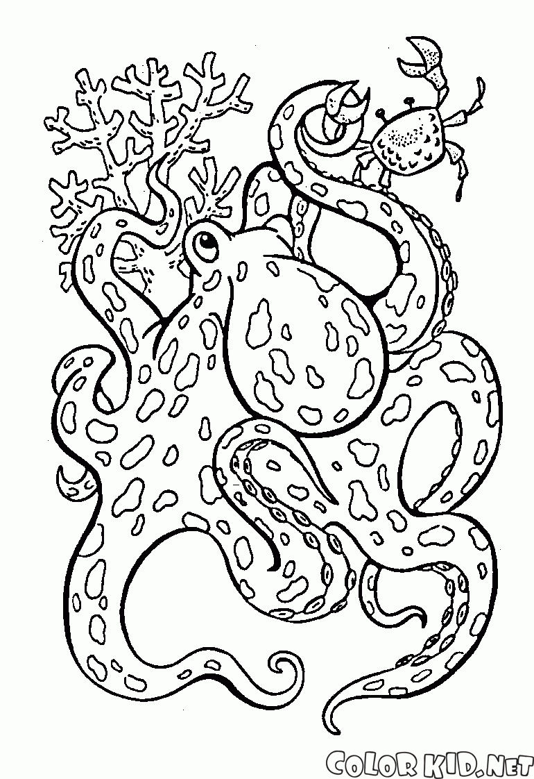大章魚
