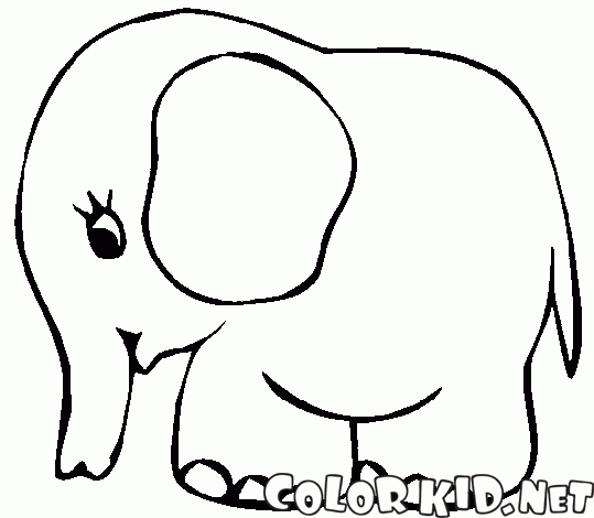小象