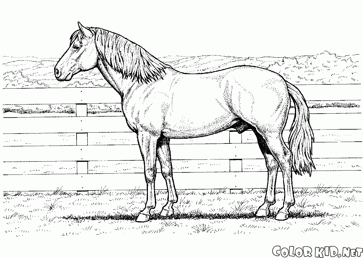 馬在農場