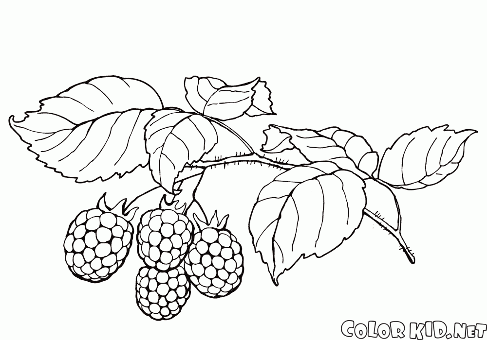 樹莓