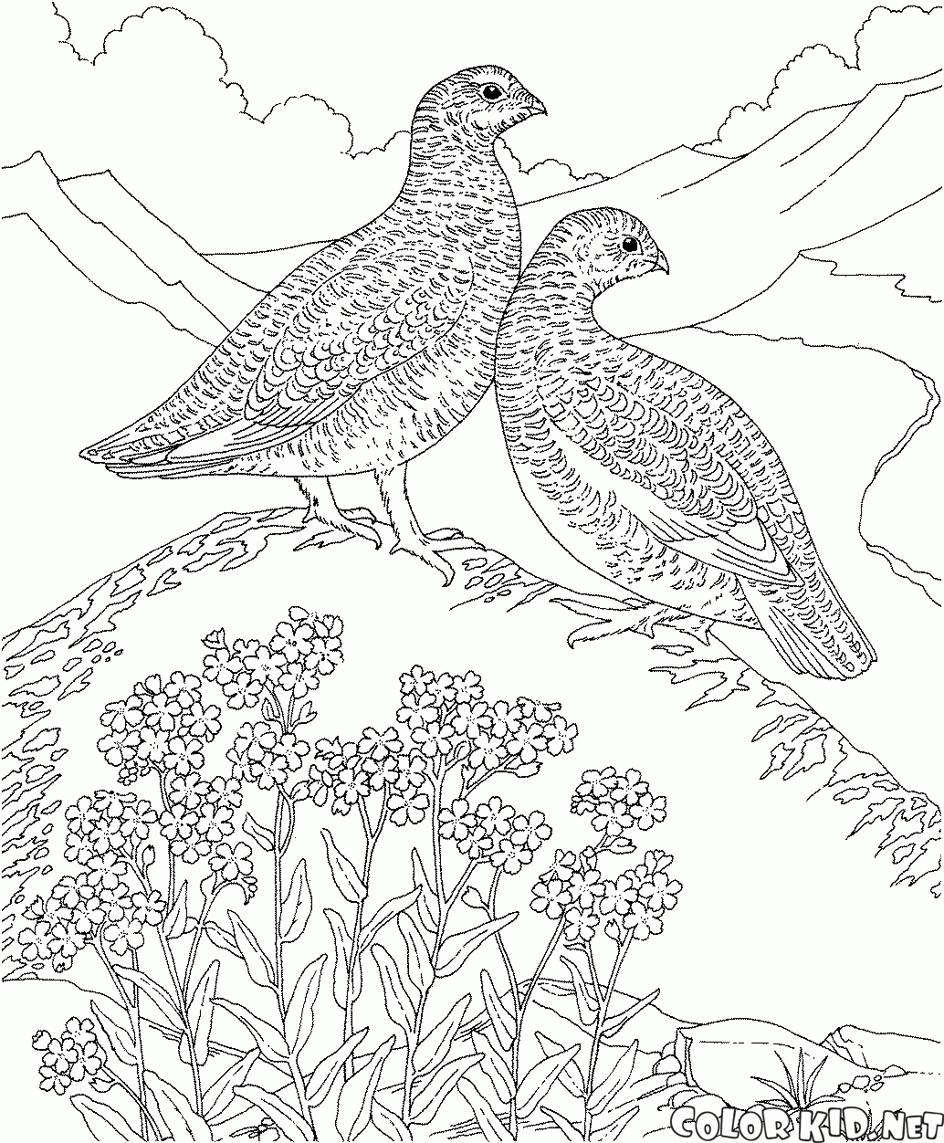 斑翅山鶉
