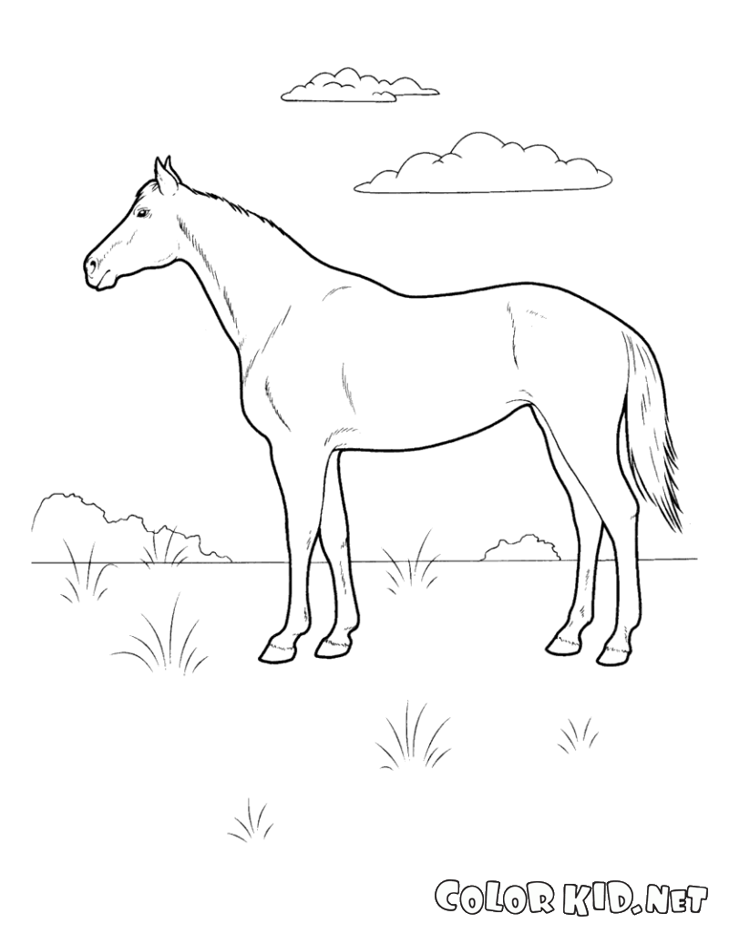 馬在草地上