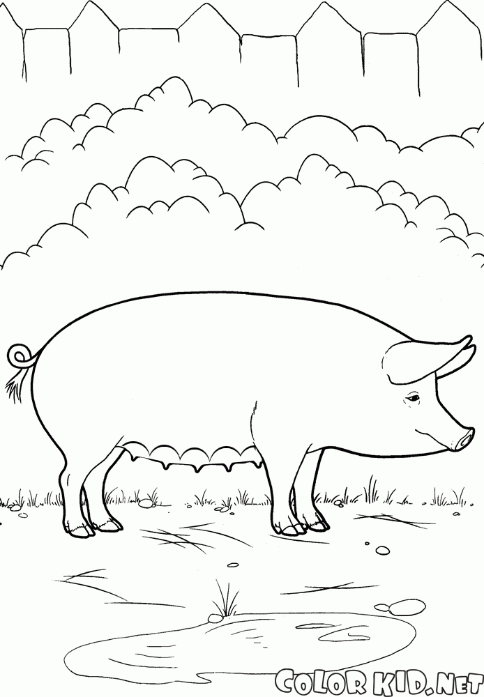 豬的農場