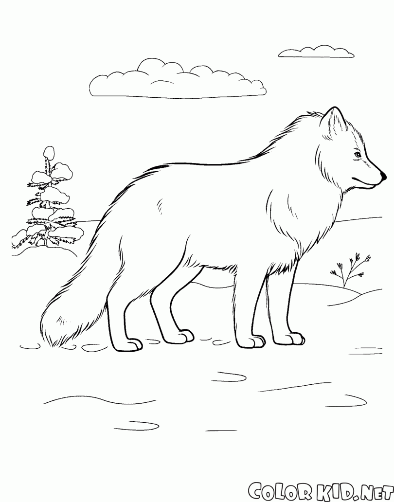 北極狐