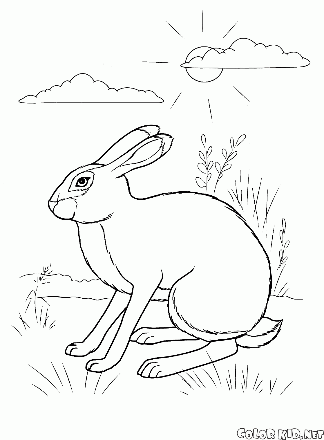兔藏身