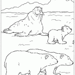海象和熊