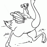 辛巴的鴕鳥
