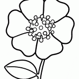 开花