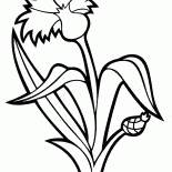 矢车菊