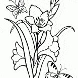 菖兰