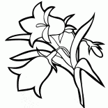 桔梗