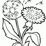 蒲公英