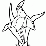雪花莲