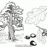 橡樹