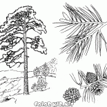 松樹