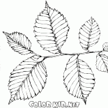 榆樹葉子