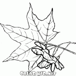 楓葉和種子
