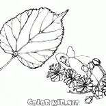 葉子酸橙