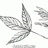 葉和灰的種子