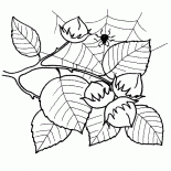 榛子果