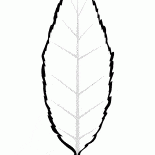 葉櫻桃