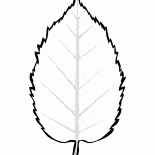 表榿木