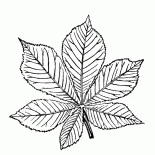 板栗樹葉