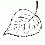 白樺葉瀑布