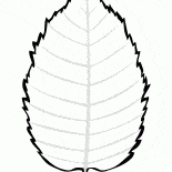 樺樹葉