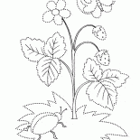 草莓夏華