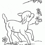 滑稽羊