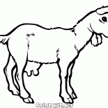 年輕的山羊散步