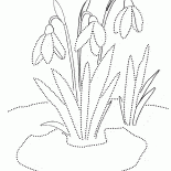 雪花蓮