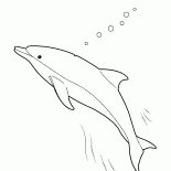 海豚