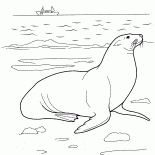 海獅