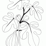 無花果