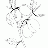 在一個分支梅子