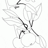 蘋果樹枝