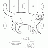 家貓