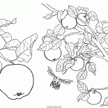 蘋果樹果實
