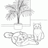緬甸貓