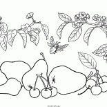 梨，櫻桃