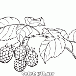 樹莓
