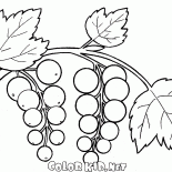 醋栗