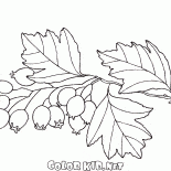 楂