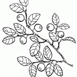 藍莓