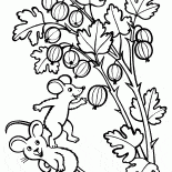 醋栗