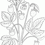 莓